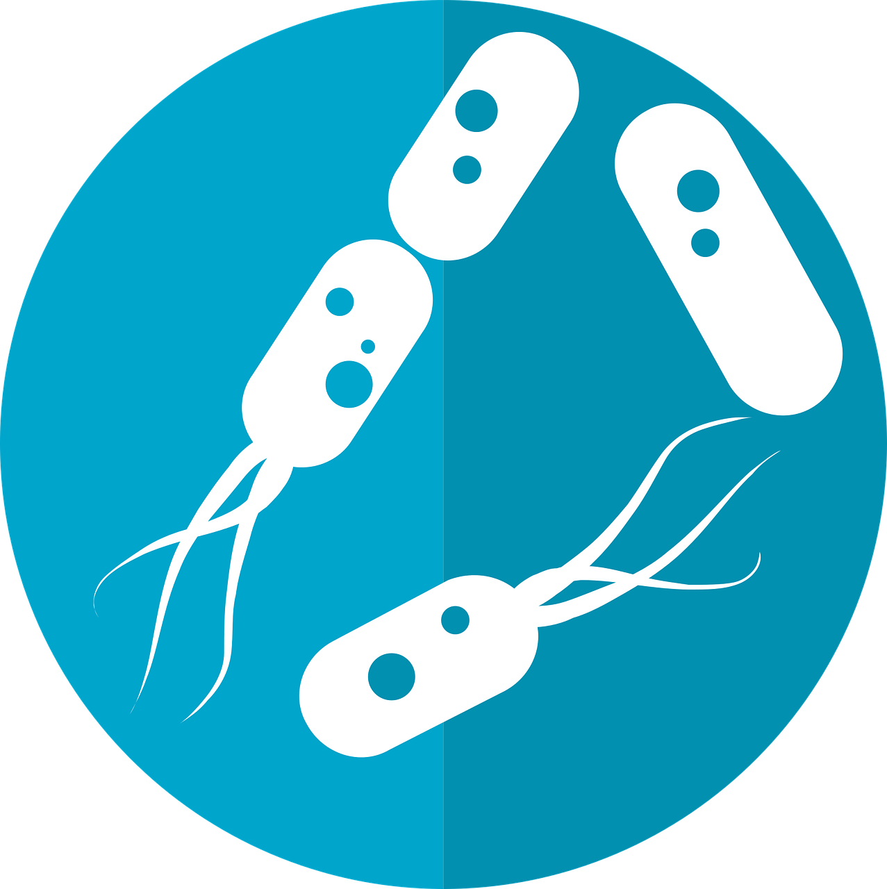 Probiotyczne bifidobacterium – rola dobroczynnych bakterii w terapii schorzeń alergicznych