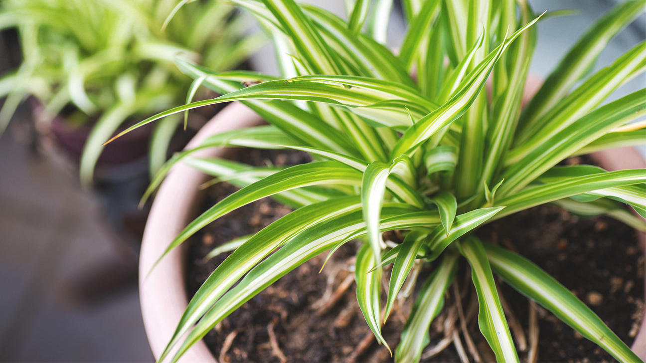 dracena pochłaniająca ksylen pędy draceny o pasiastych liściach w wysokiej doniczce przy biurku