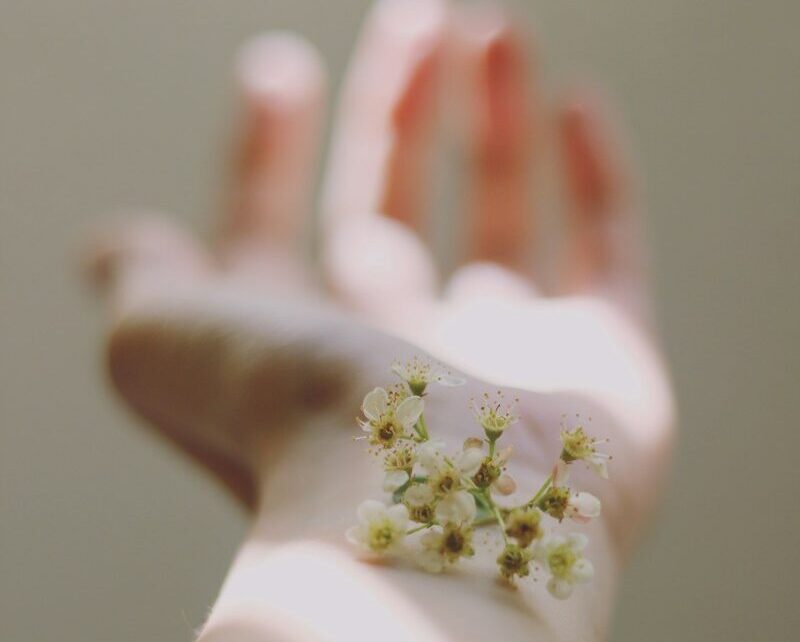 cdaphy of white clustered flowers on left human hand