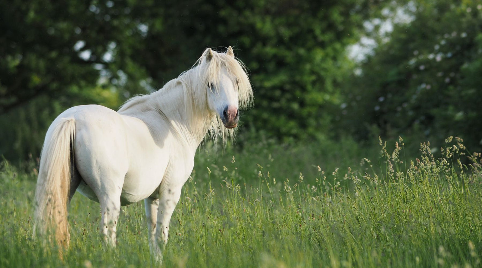 moja alergia uniemożliwia jazdę konną