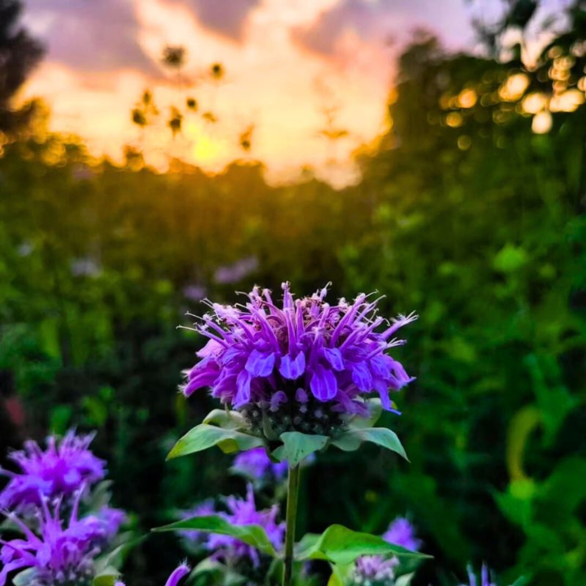 Kwiaty cięte w domu alergika – które gatunki wywołują reakcje i jak cieszyć się bukietami bez kichania?