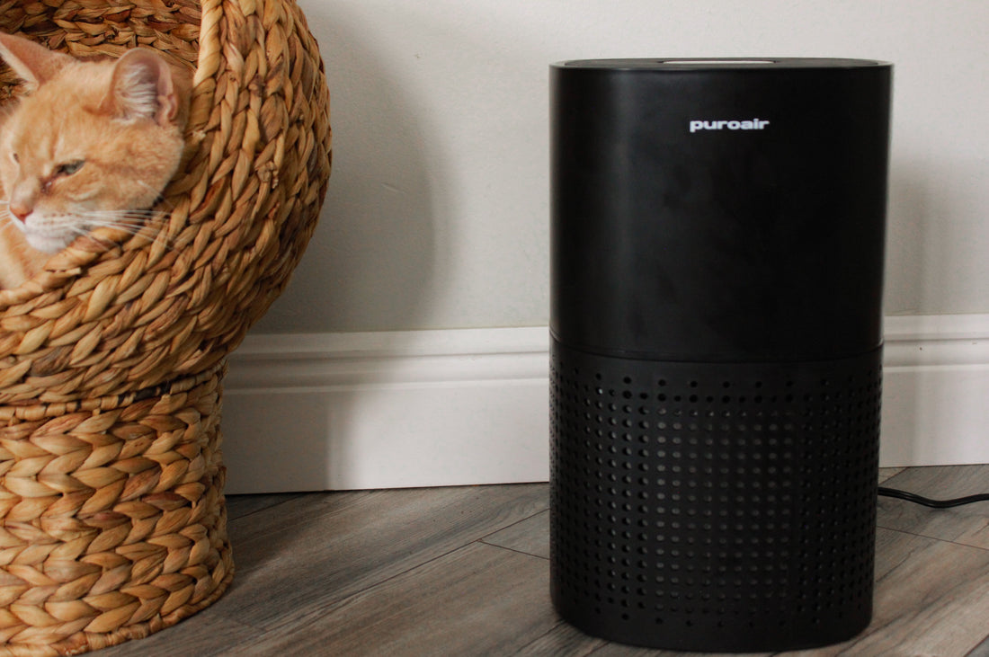oczyszczacz powietrza łagodzi alergię na kota