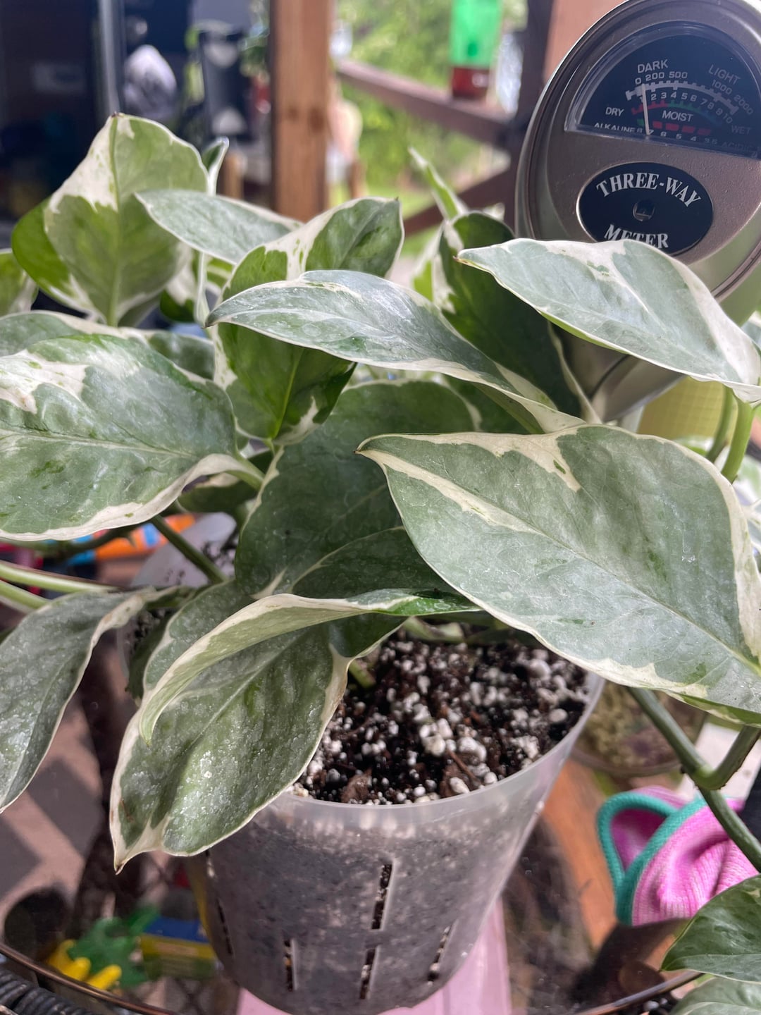 gęsty bluszcz pnący się po drewnianej kratce w wiszącej doniczce