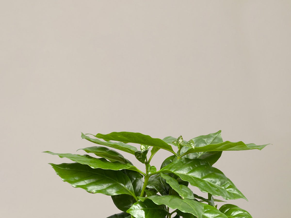 sercowate liście filodendrona w ozdobnej doniczce na regale książkowym