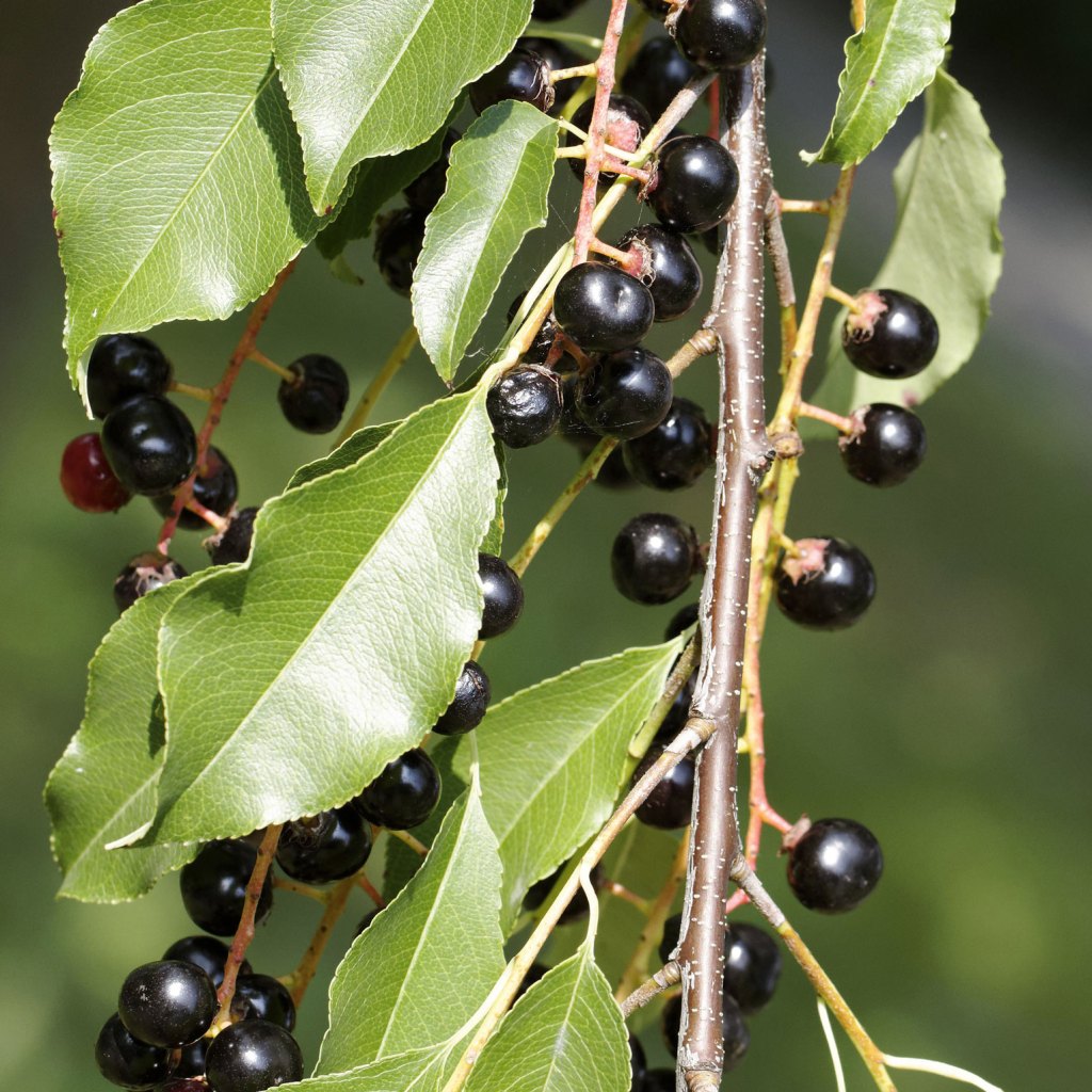 szałwia z kwiatami w doniczce leczniczej puszyste liście szałwii z fioletowymi kwiatostanami w glinianej doniczce na parapecie